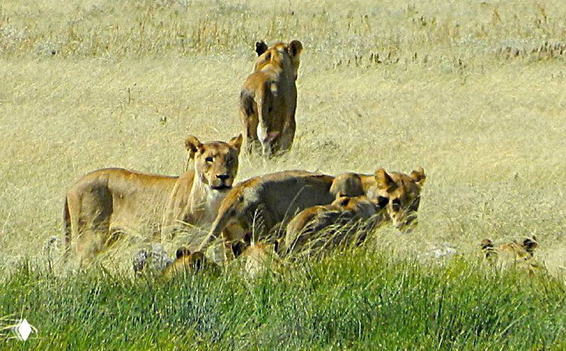 Группа львиц и львят в высокой траве, одна львица поднимается и оценивает обстановку у поилки Ритфонтейн — момент из дневного наблюдения в Этоше.