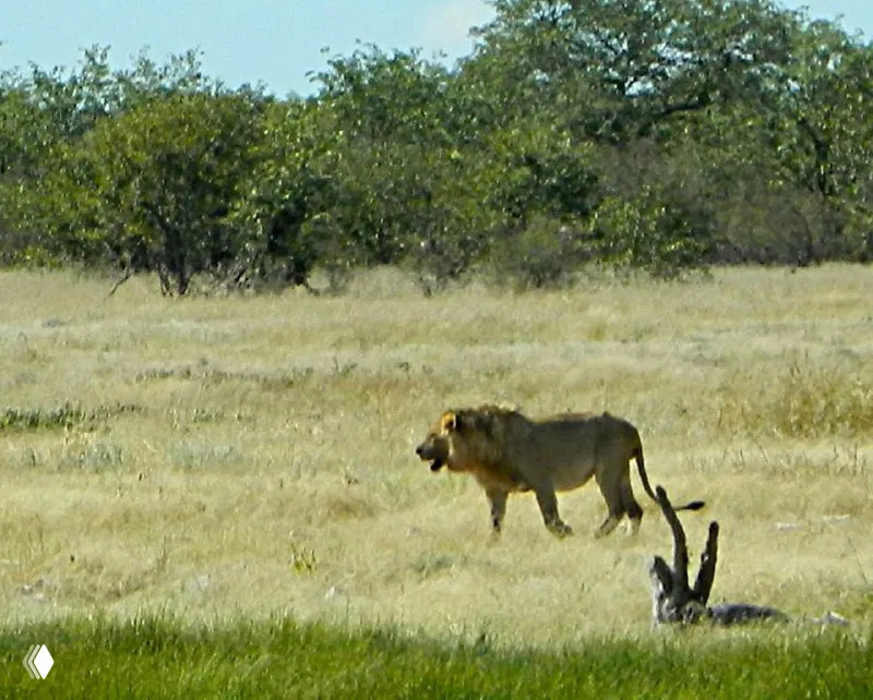Взрослый лев идёт по лугу рядом с поилкой, его мощная грива хорошо просматривается на фоне сухой саванны парка Этоша, кадр с дистанции.