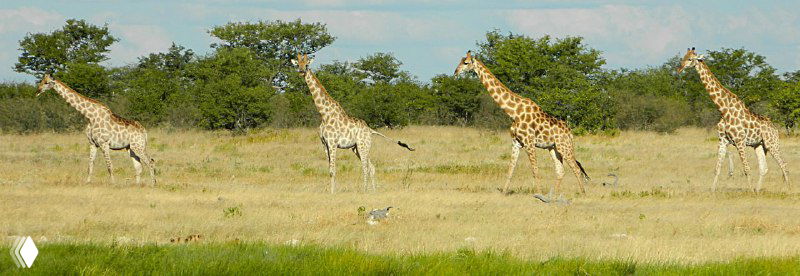 Стадо жирафов идёт ровным строем по краю поилки в парке Этоша, длинные шеи и пятнистая окраска видны в контрасте с травянистым фоном саванны.