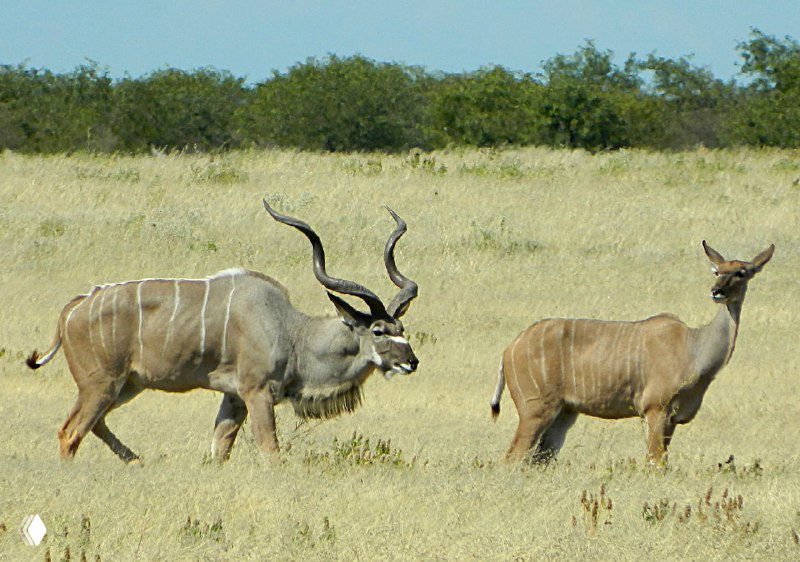 Самец и самка антилопы куду с характерными витыми рогами проходят по траве рядом с поилкой в Этоше, крупный план позволяет увидеть детали окраски.