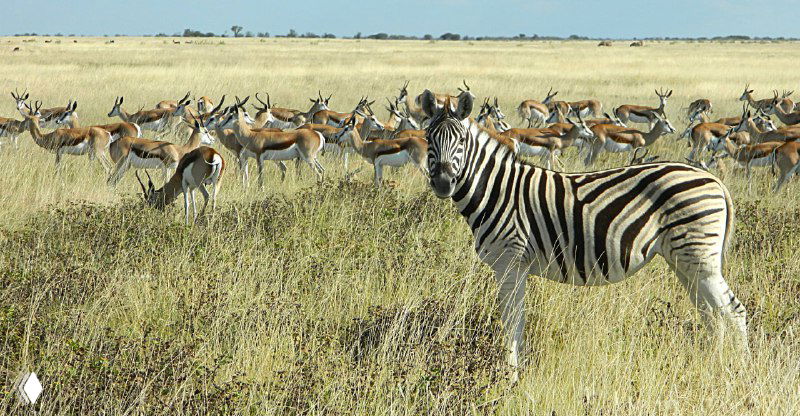 Стадо антилоп гну и зебр на фоне травянистой равнины парка Этоша, крупная зебра спереди и множество животных сзади — впечатляющая концентрация дикой фауны.