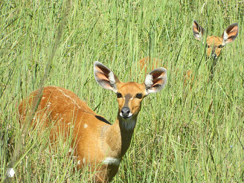 Крупный план небольшой антилопы в высокой траве парка Этоша, настороженный взгляд и маскирующаяся окраска, снято вблизи поилки во время сафари.