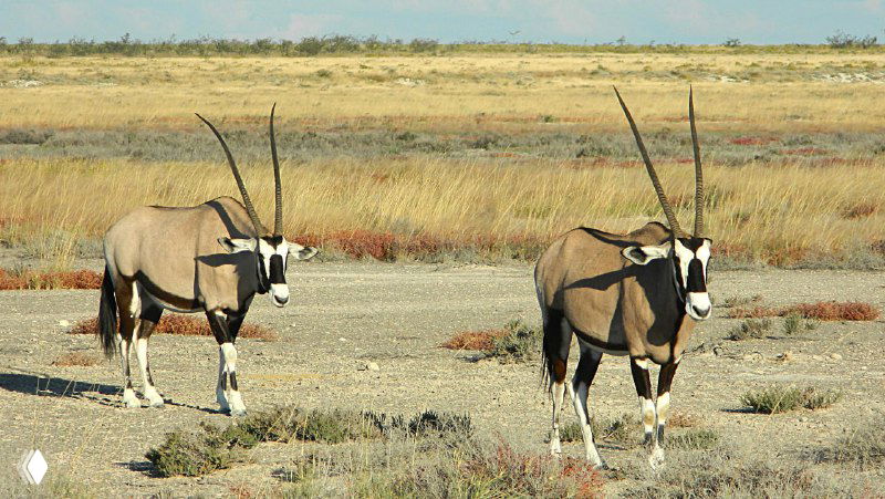 Два орикса стоят на светлом грунте парка Этоша, видны их длинные прямые рога и контрастная мордочка — типичный кадр саванновой фауны Намибии.