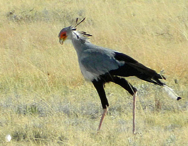 Птица-секретарь шагает по траве в парке Этоша — видно её длинные ноги, стройный силуэт и характерный профиль головы в среде саванны.