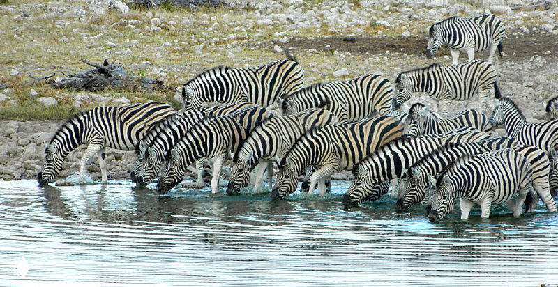 Огромное стадо зебр у поилки в парке Этоша пьёт воду в плотной группе, их полосатые спины сливаются в одно художественное полотно на берегу.