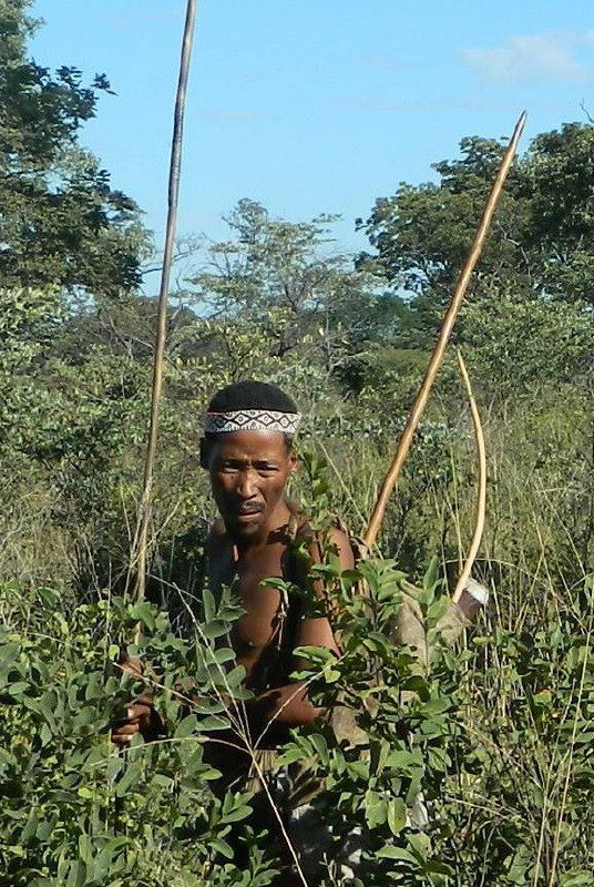 Пожилой мужчина сан в кустарниковой саванне Намибии, держит длинный изогнутый лук и выглядывает из-за зарослей во время охоты с проводниками.