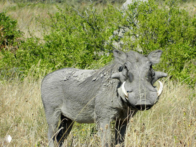 Ботсвана - бегемоты в парке Чобе
