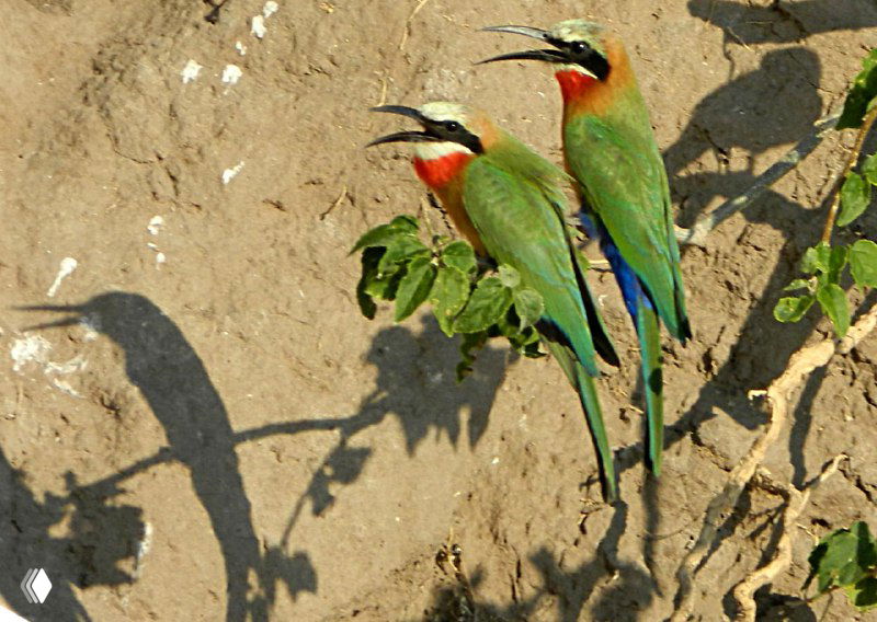 Два пчелоеда у норки в песчаном откосе Чобе: яркое разноцветное оперение зелёно-красных оттенков на фоне песка.