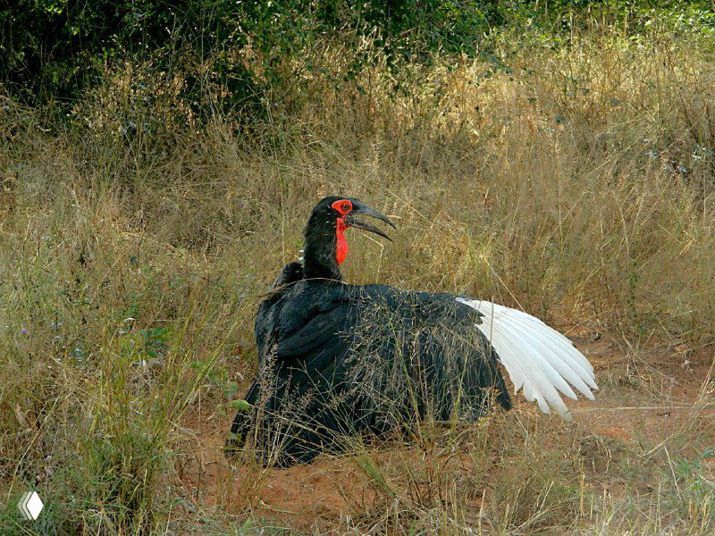 Крупная птица на земле в саванне возле реки Чобе: заметны большой клюв и белый хвост на фоне сухой травы.