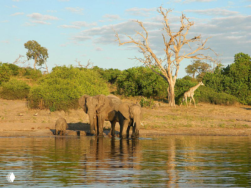 Слоны у водного берега национального парка Чобе: взрослая особь и детёныш пьют из реки, отражение в воде.