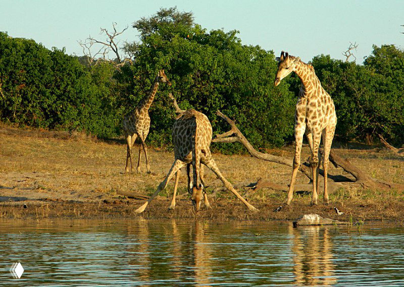 Жирафы у реки в Чобе: одна взрослая особь в профиль, другие наклоняются к воде, видна длинная шея и ноги.