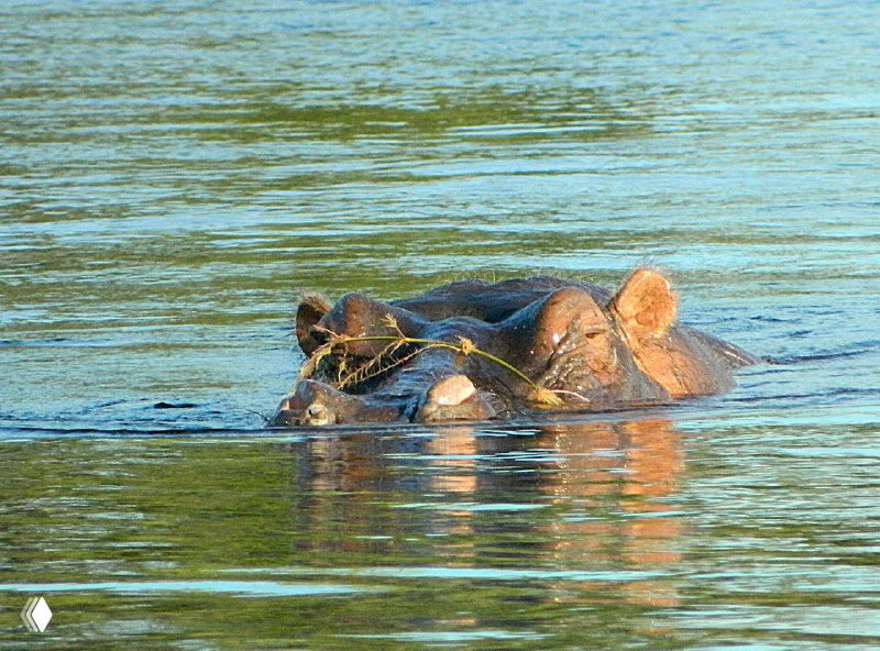 Бегемот выглядывает из воды близ берега: видна часть головы, уши и глаз над поверхностью реки с лёгким отражением.
