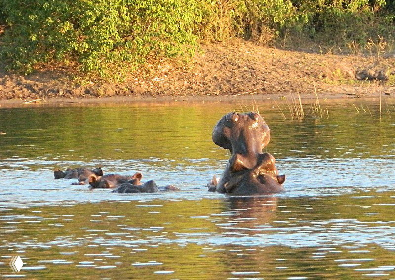 Взрослый бегемот и детёныши в воде: взрослая особь частично поднята, рядом плавают несколько молодых бегемотов.