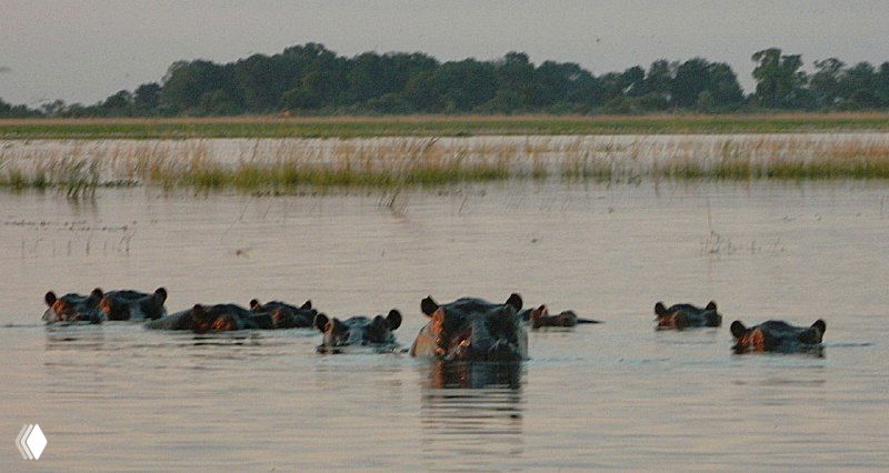 Группа бегемотов в спокойной реке на закате: головы животных виднеются над поверхностью воды в спокойном окружении.