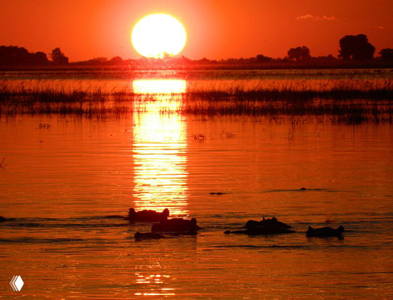Закат над рекой Чобе: солнце садится, силуэты бегемотов на воде и тёплое оранжевое отражение в реке.