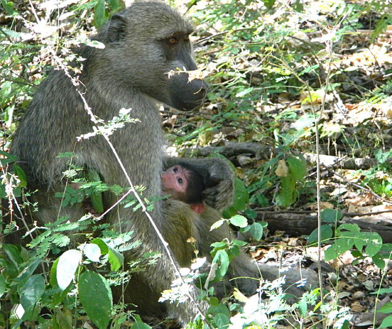 Мама-бабуин с малышом на груди в прибрежной растительности возле тропы, вокруг лианы и влажный лесной пол с опавшими листьями.