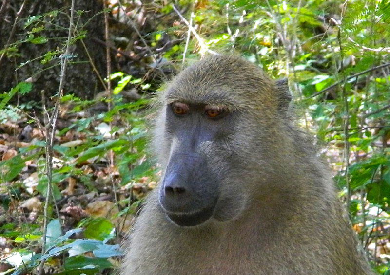 Портрет бабуина вблизи: внимательный взгляд, шерсть с каплями воды и фон из листьев и сухого подлеска у реки Замбези.