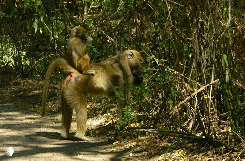 Две обезьяны на дорожке у парка: одна несёт детёныша на спине, видна сухая земля тропы и кустарник вдоль пути к водопаду.