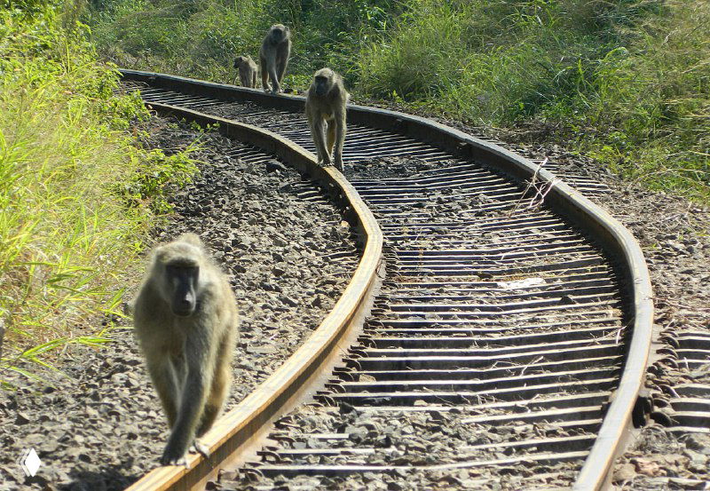 Дорожные рельсы с большой стаей бабуинов, животные идут по колее на фоне кустарников — сцена по дороге к мосту через Замбези.