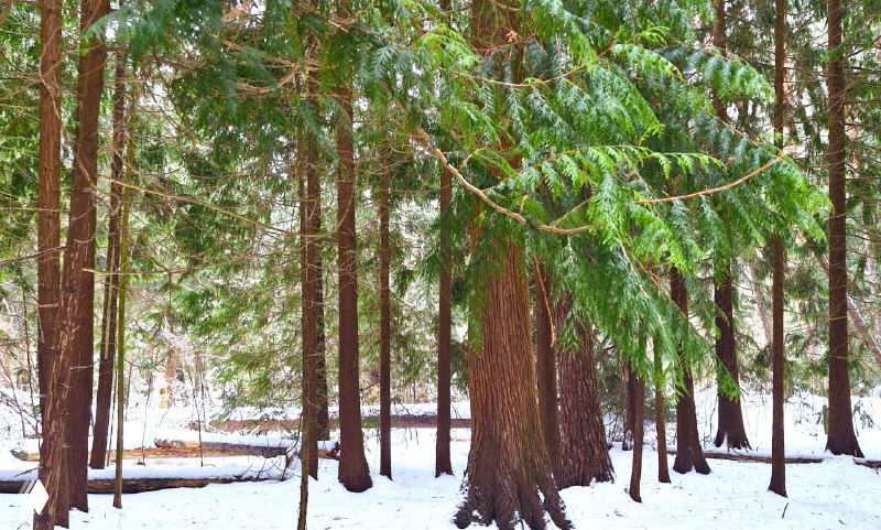 Зимний маршрут по Куршской косе