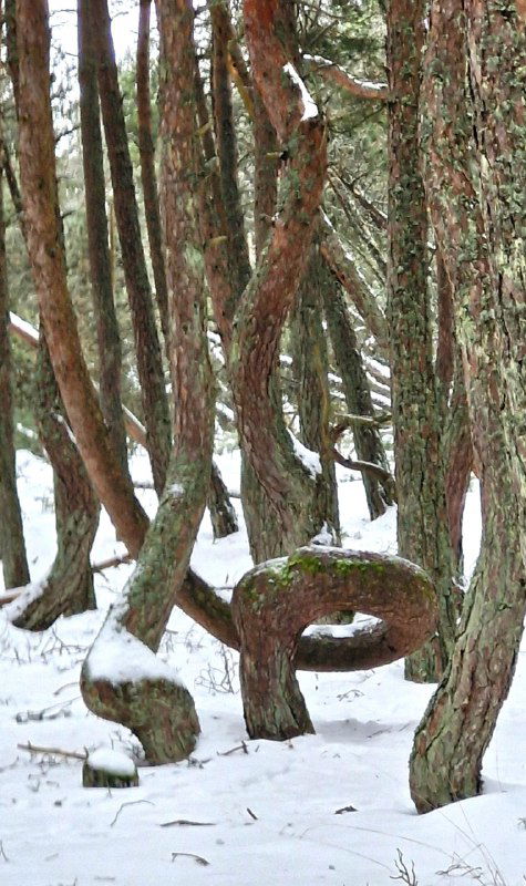 Фрагмент Танцующего леса: скрученные стволы сосен, изогнутые в необычные кольца и спирали, на снежной подстилке среди хвои.