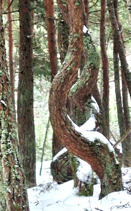 Вертикальное фото из Танцующего леса: винтовой изгиб стволов сосен, покрытых снегом, создающий причудливую природную скульптуру.