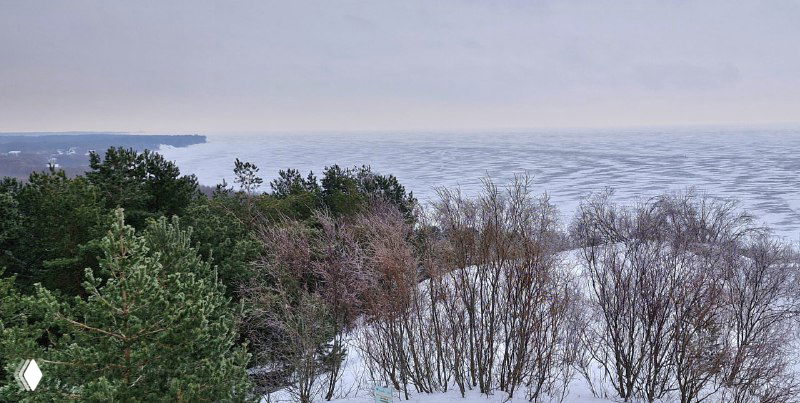 Вид с дюны на замерзший залив и прибрежные деревья Куршской косы: серая зимняя даль и ледяная поверхность воды.