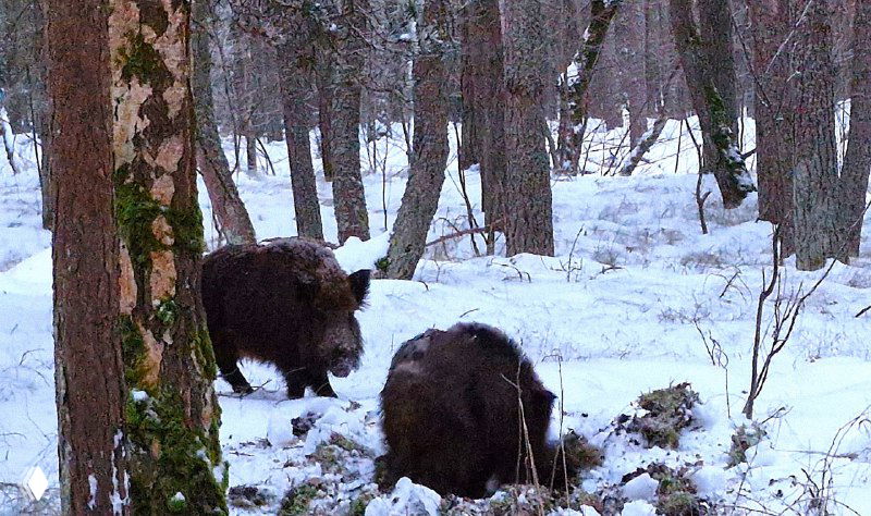 Два кабана в зимнем лесу на Куршской косе: животные роют землю в снегу и выглядят занятыми поиском корней и пищи.