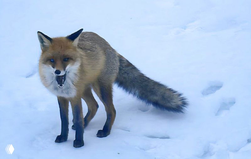 Рыжая лиса на белом снегу Куршской косы: близкий портрет хитрой и любопытной лисы, подошедшей к людской тропе.
