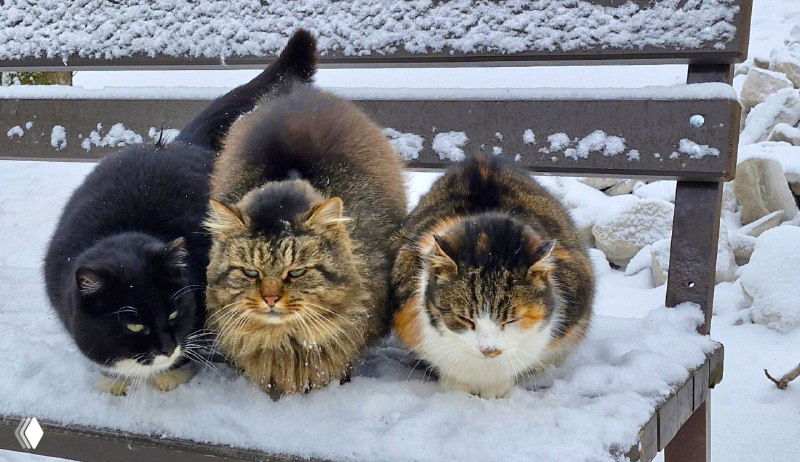 Зеленоградск – город котов