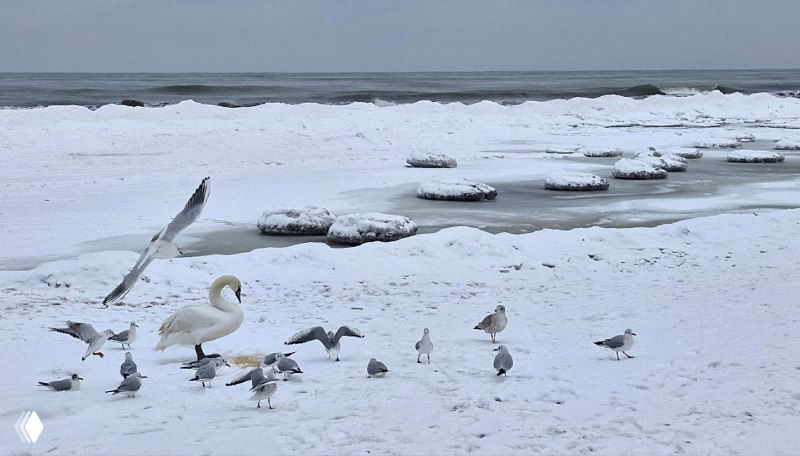 Лебедь и чайки на заснеженном берегу Балтики у Зеленоградска; зимняя морская сцена с птицами на фоне прибрежного курорта и льда у кромки воды.