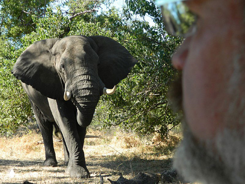 Крупный план любопытного слона, приближающегося к краю тропы; на переднем плане виден профиль пассажира в джипе.