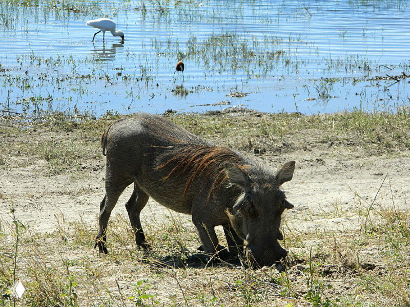 Бородавочник (дикобраз) или вепрь, пасущийся на грунте у водоема, вокруг сухая саванна и перелетная птица на заднем плане.