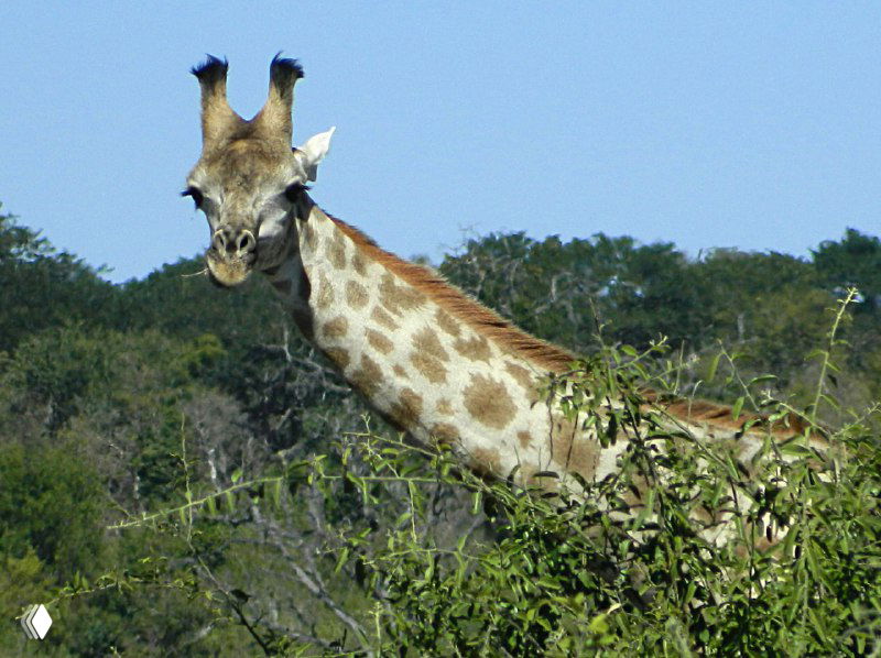 Высокая голова и шея жирафа, выглядывающего из кустарника; типичный образ сафари в парке Чобе и сухие деревья на фоне.