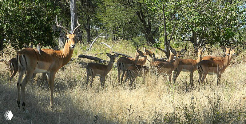 Группа антилоп на золотистой саванне, собравшаяся вместе; тонкие силуэты животных на фоне деревьев и сухой травы.