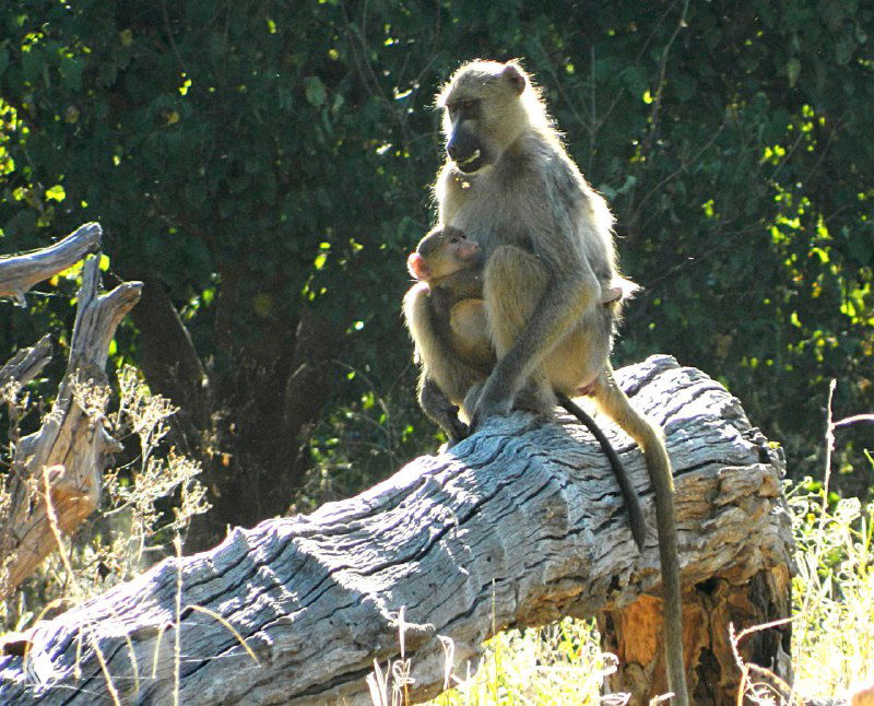 Бабуин с детёнышем сидит на поваленном дереве в кустах парка, солнечный контровой свет и тенистая растительность.