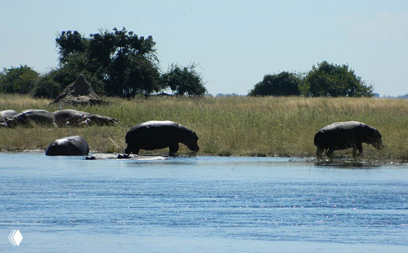 Несколько бегемотов и молодые особи стоят у кромки воды у реки Линьянти, пасутся на влажной прибрежной траве.