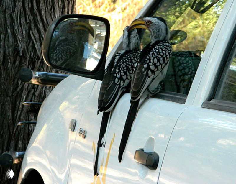 Ботсвана - звери и птицы в парке Чобе