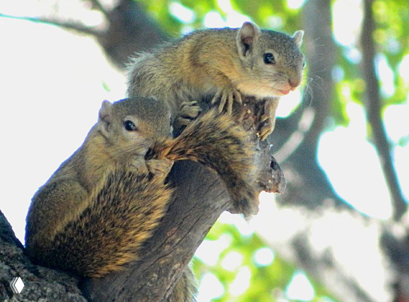 Две маленькие белочки на ветке дерева у стоянки берут кусочки хлеба, смелые и любопытные, один держится за ветку и готовится спуститься вниз головой.