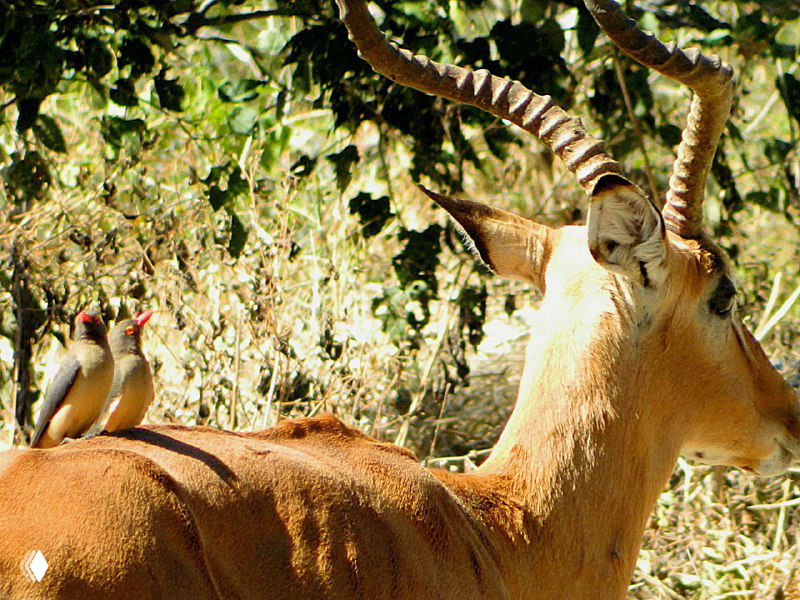 Импала или подобная антилопа с несколькими красноклювыми птичками-волоклюями на спине: симбиоз — птицы чистят животных от насекомых.