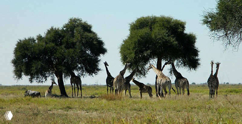 Группа жирафов стоит на просторной равнине у одиноких деревьев, силуэты животных контрастируют с открытым светлым фоном саванны в Чобе.