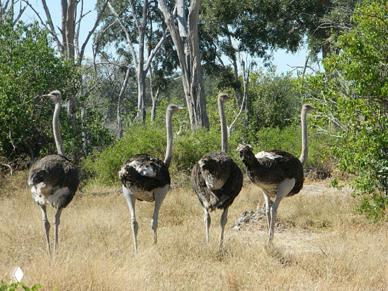 Несколько страусов идут по саванне рядком; на фоне видна сухая растительность и кусты, отображена характерная походка птиц в парке.