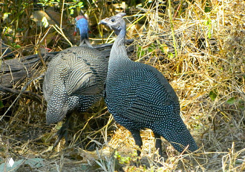 Две цесарки среди сухой травы и кустов, хорошо виден точечный рисунок перьев и характерный силуэт птиц на фоне листвы в Чобе.