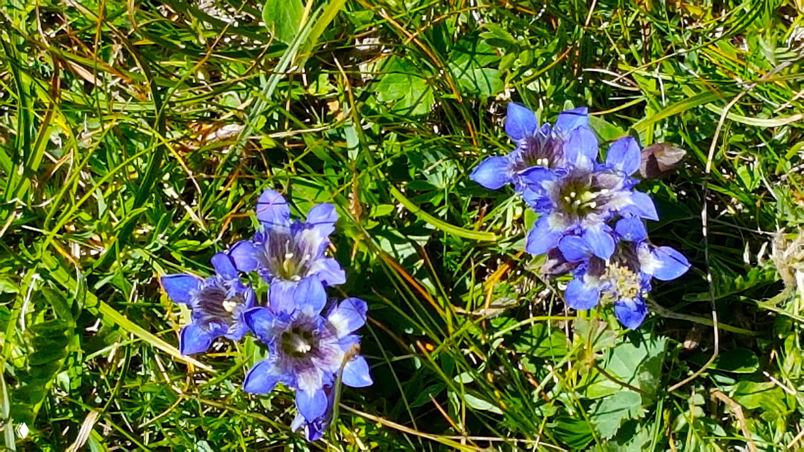 Крупный план синих альпийских цветов на фоне зелёной горной травы нагорья Лагонаки — деталь флоры высоких лугов в сезоне цветения.
