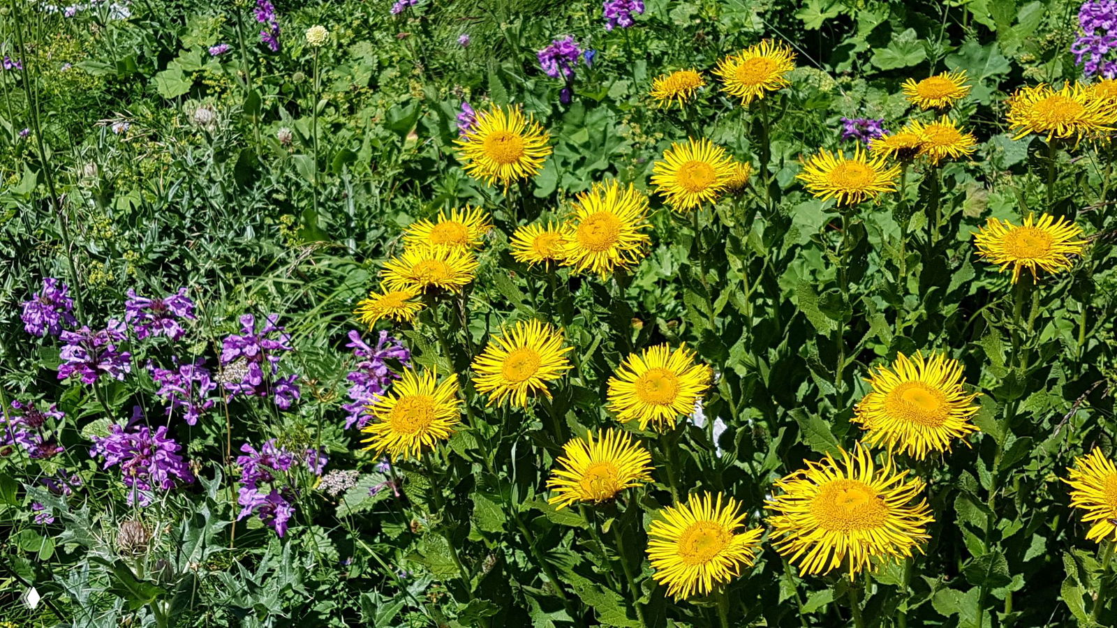 Яркие жёлтые луговые цветы на переднем плане и разнообразие альпийской растительности на нагорье Лагонаки в ясный летний день.