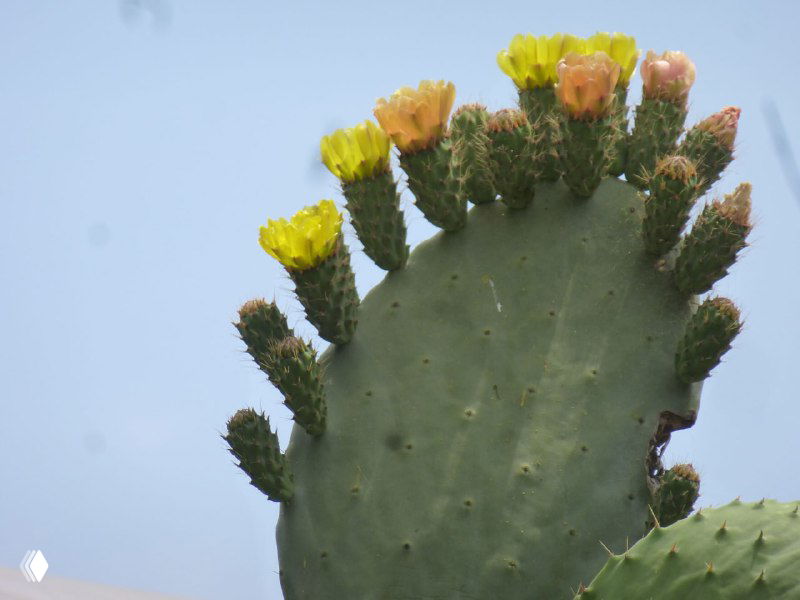 Крупный план опунции с ярко-жёлтыми цветами: характерная суккулентная растительность вдоль маршрутов на южном побережье Турции