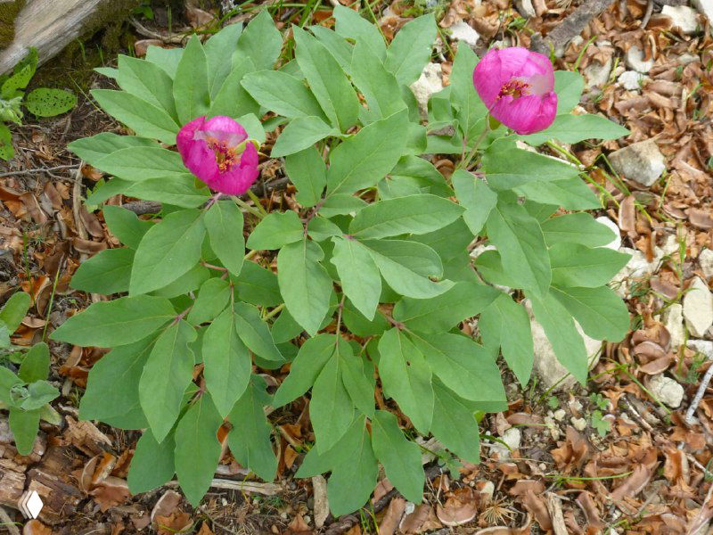 Низкорослое растение с розовыми цветами среди листвы и сухой почвы — детали подлеска и почвенного покрова на тропе