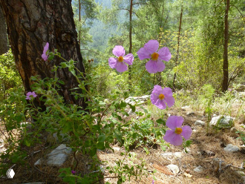 Дикие сиреневые цветы в сосновом лесу на тропе; мягкий свет, лесная подстилка и стволы деревьев — весенний или осенний пейзаж