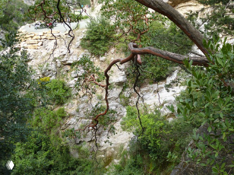 Искривленная ветвь сосны на фоне скалистого склона каньона Гёйнюк: текстура коры, переплетённые ветви и каменные породы.