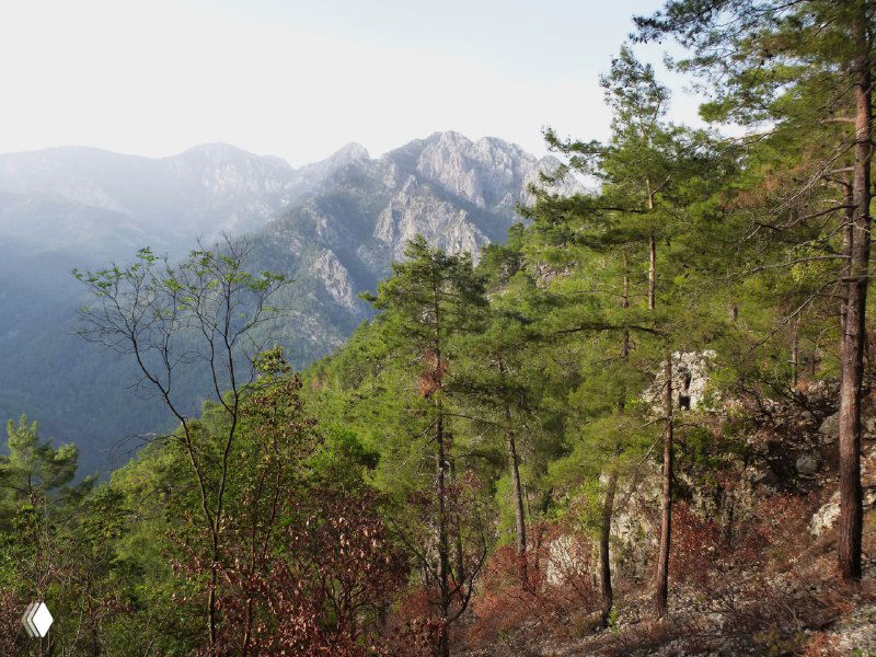 Хвойный лес на склоне хребта над каньоном Гёйнюк: сосны на фоне горных гребней и далёких вершин в мягком свету.